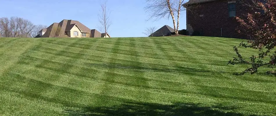 Why It's Crucial to Keep Your Lawn Fertilized in 2020