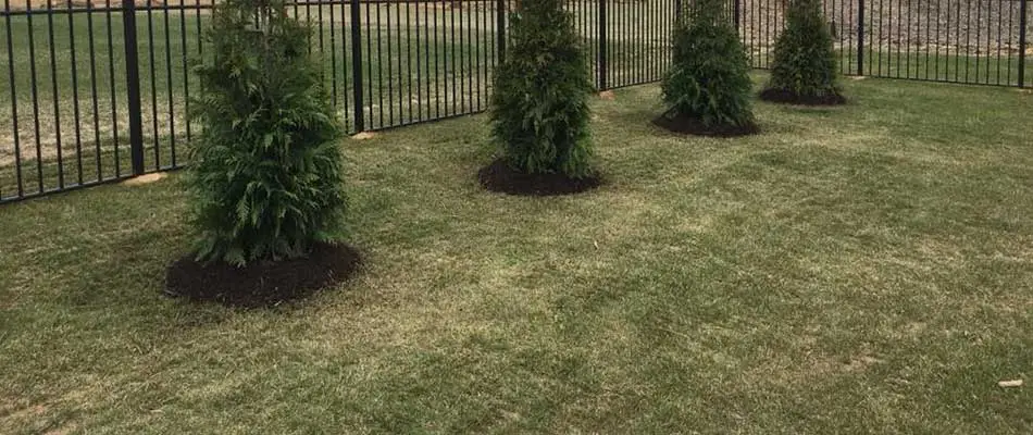 This lawn in Waterloo, IL has recently been treated with fertilizer and fungicide treatments.